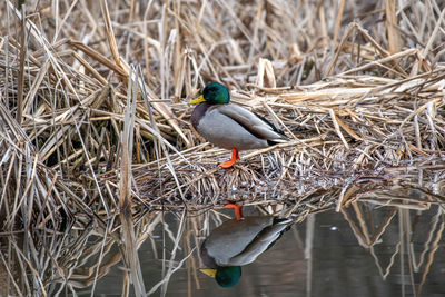 Bird perching on nest