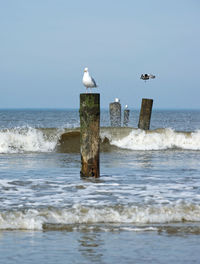 Seagull on a sea