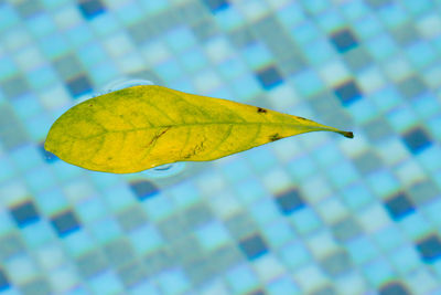 Close-up of yellow leaf against blurred background