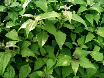 Full frame shot of green leaves