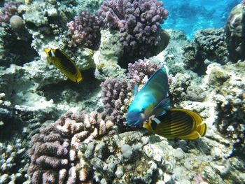 Fish swimming by coral in sea