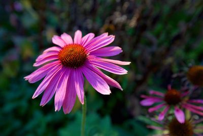 Close-up of pink flower