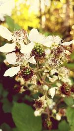Close-up of plant growing outdoors
