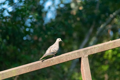 Bird perching on railing