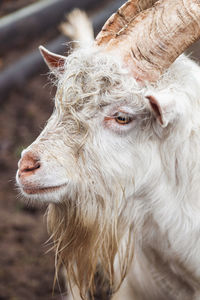 White finnish landrace with horns