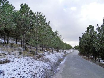 Road amidst trees against sky