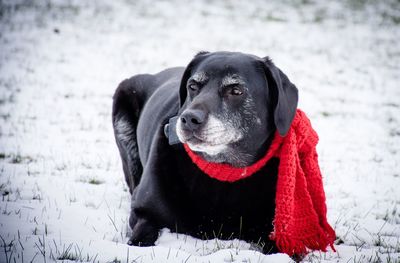 Portrait of black dog on snow field