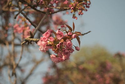 Close-up of cherry blossom