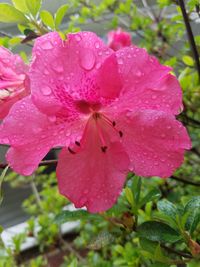 Close-up of wet pink flower blooming outdoors