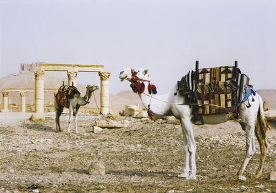 Camels standing at desert against clear sky