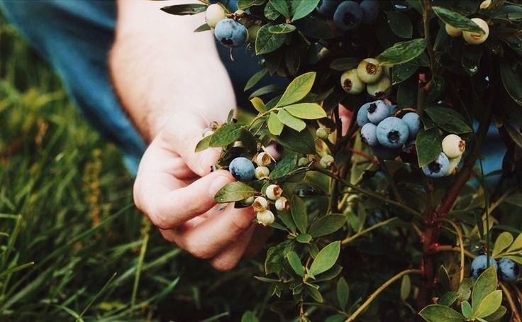 hand, plant, food, one person, food and drink, fruit, growth, nature, healthy eating, agriculture, flower, produce, leaf, harvesting, green, branch, holding, plant part, freshness, adult, shrub, tree, picking, berry, organic, day, outdoors, wellbeing, crop, close-up, gardening, land, ripe, farm, rural scene, field, men, lifestyles, leisure activity, occupation, high angle view, environment, landscape, autumn