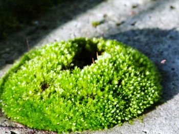 Extreme close up of green leaves