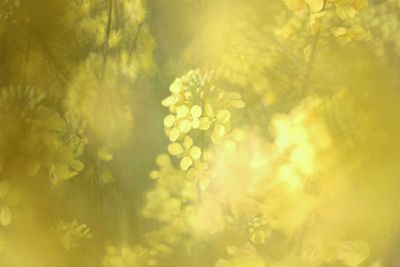 Close-up of yellow flowers