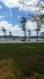 Trees on field against sky