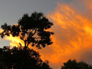 Low angle view of trees against orange sky