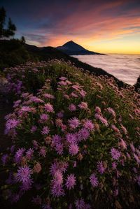 Purple flowering plants by sea against sky during sunset