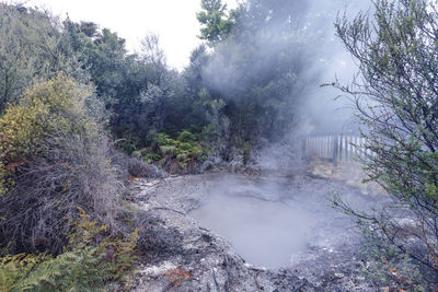 Hot spring in forest