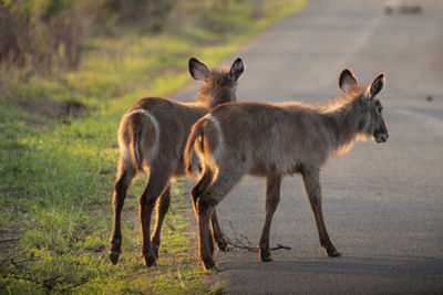 View of two horses on field