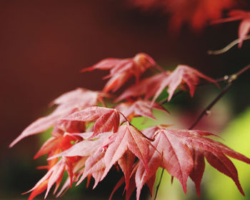 Close-up of red maple leaves