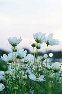 Close-up of white flowering plant against sky