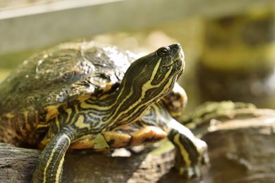 Close-up of a turtle