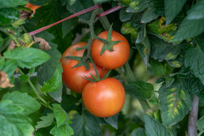 Close-up of tomatoes growing on tree