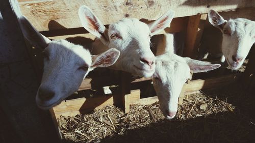 High angle view of cows in barn