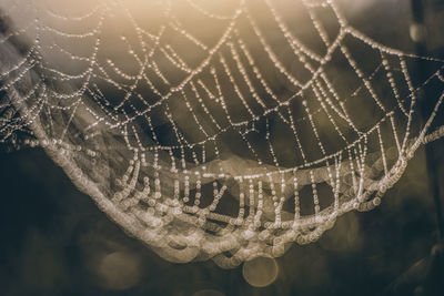 Close-up of spider web