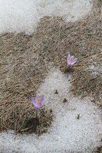 High angle view of pink crocus flowers on field