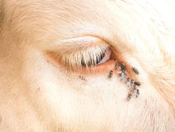 Detail of white cow eye with many annoying flies. white cow sleep in hot sunny day on meadow.