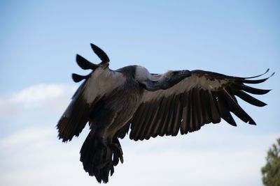 Low angle view of eagle flying against sky