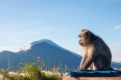 Monkey sitting on mountain