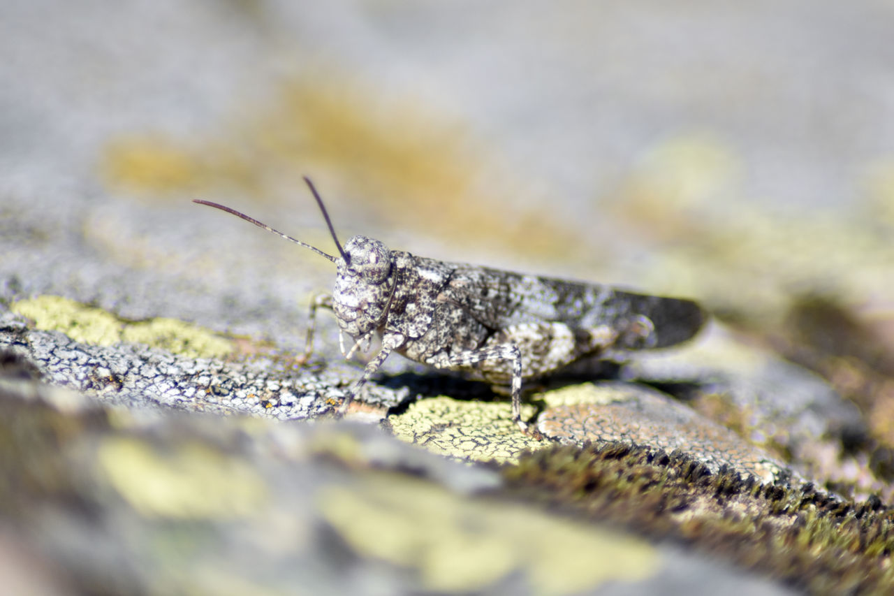 INSECT ON ROCK