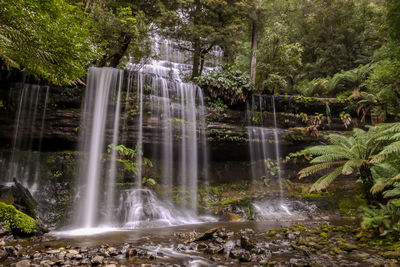 Scenic view of waterfall in forest