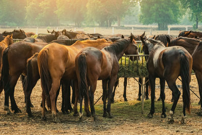 Horses grazing in field in evening. many horses on pasture in sunset light. 