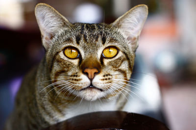 Close-up portrait of cat