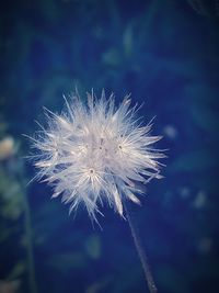 Close-up of dandelion