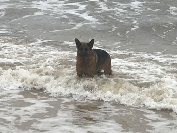 Lion in a sea