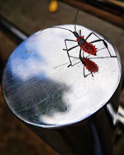 High angle view of insect