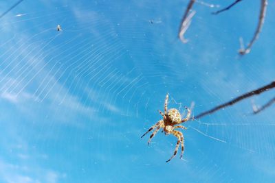 Spider on web