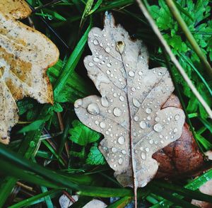 Close-up of wet leaf on grass