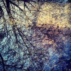 Full frame shot of tree trunk