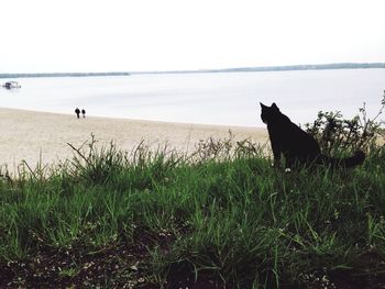 Dog standing on field by sea against clear sky