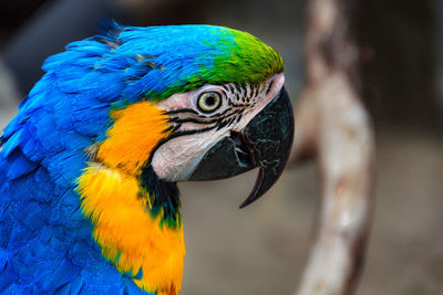 Close-up of a parrot