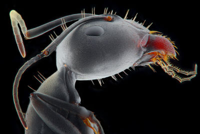 Close-up of fish underwater