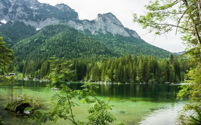 Scenic view of lake in forest