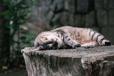 Cat sleeping on wood