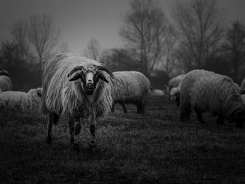Sheep grazing on field