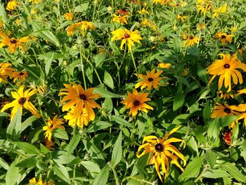 Close-up of yellow flowering plants in field