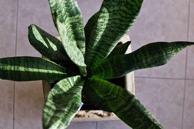 High angle view of potted snake plant on floor.